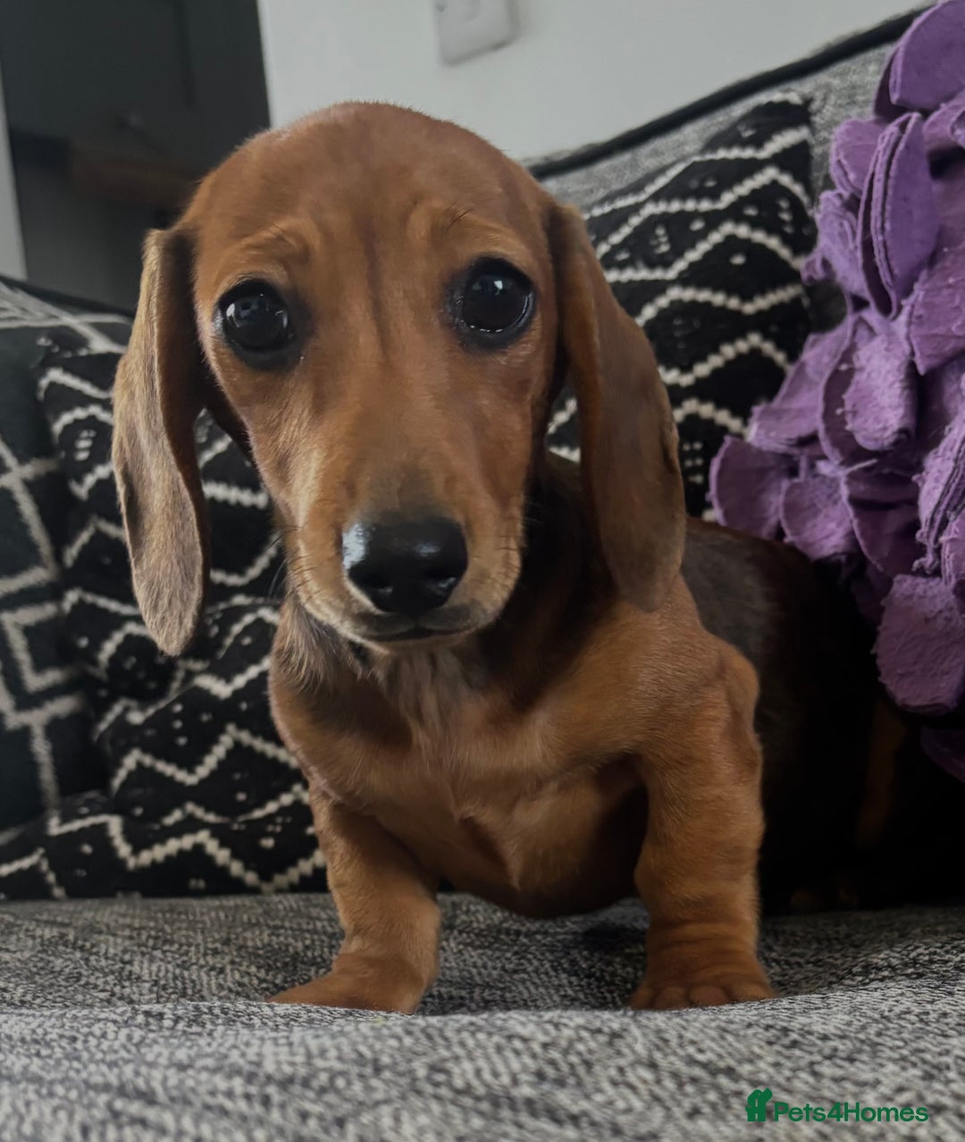 Dachshund dogs for sale: CHAMPION LINE KC REG MINI DACHSHUND GIRLS  - Image 16