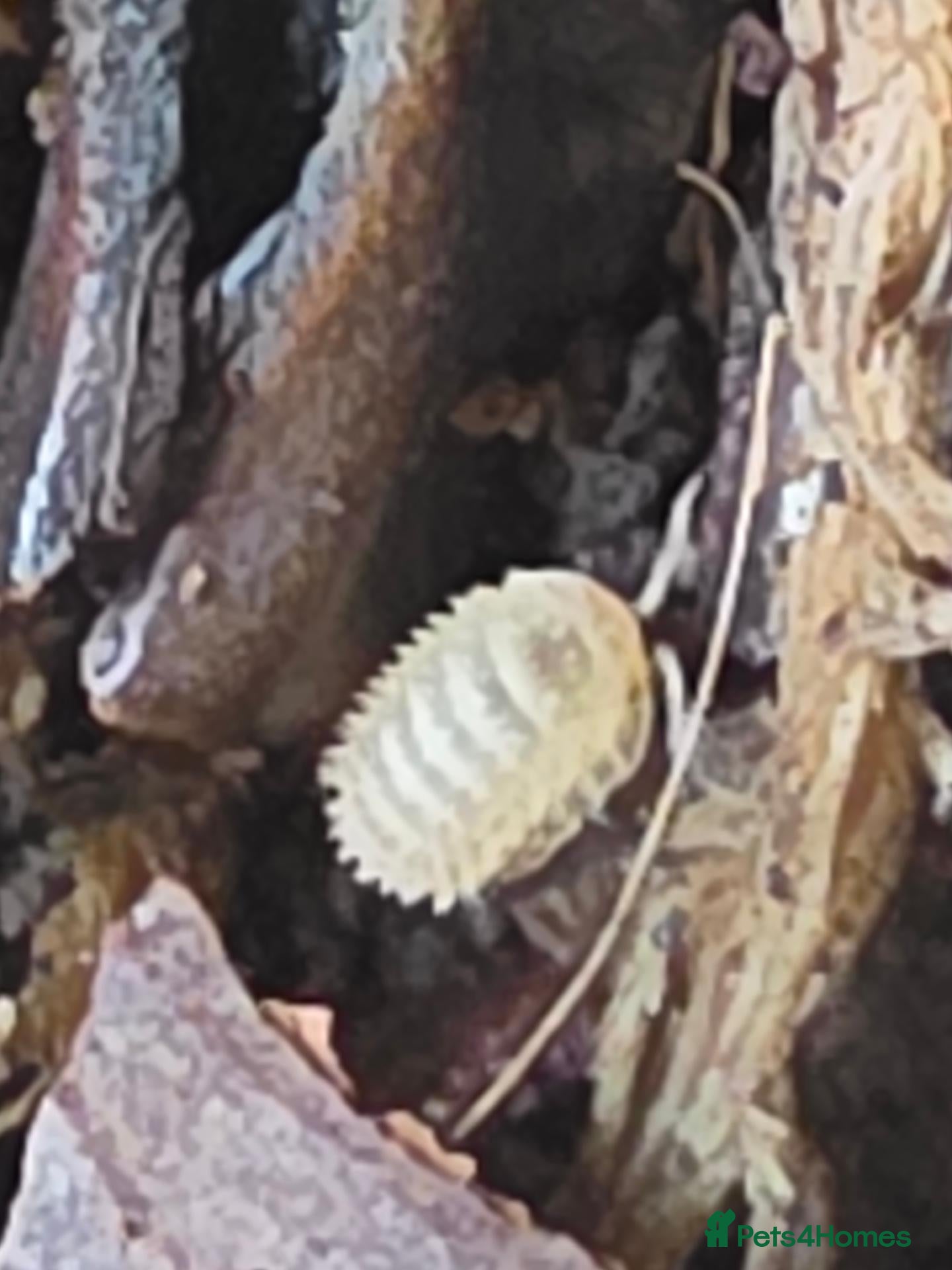 Isopods invertebrates Crystal pineapple (Cristarmadillidium muricatum) - Advert 16
