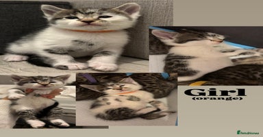 Bengal cats - Advert 14