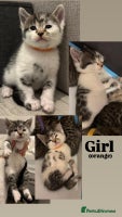 Mixed Breed cats - Advert 9