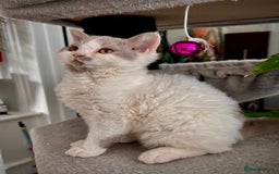 Selkirk Rex cats for sale: Gorgeous Selkirk Rex kittens - Image 17