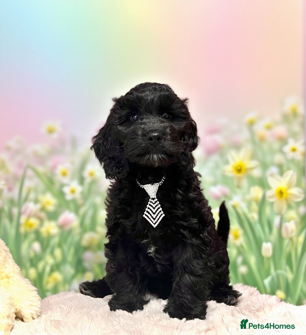 Cockapoo dogs ❤️Gentle & Affectionate Mini DNA CLEAR F1 Cockapoo - Advert 1