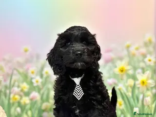 Cockapoo dogs ❤️Gentle & Affectionate Mini DNA CLEAR F1 Cockapoo - Advert 1