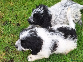 Poochon dogs Last female poochon pup left - Advert 5