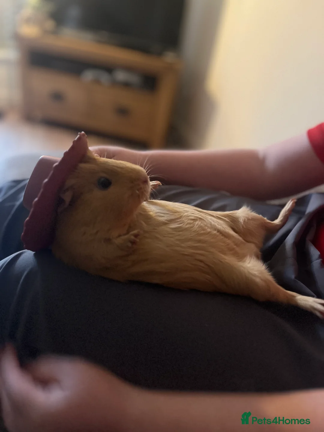 Guinea Pig rodents for sale: Bonded pair female guineas  - Advert 2