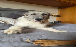 Mixed Breed dogs for adoption: Perfect PICKLE - Image 23