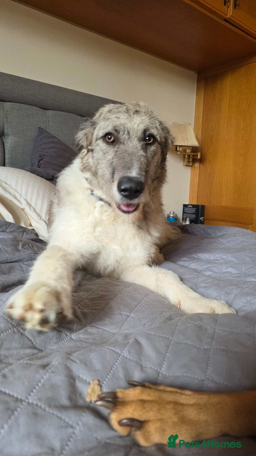 Mixed Breed dogs for adoption: Perfect PICKLE - Image 23