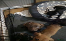 Mixed Breed dogs for sale: Two boys left!  - Advert 6