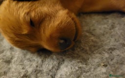 Labrador Retriever dogs for sale: Red Fox Labrador Puppies–Ready from 26th September - Image 36