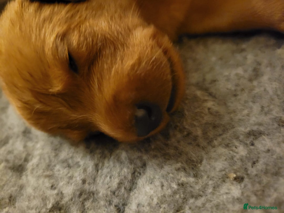 Labrador Retriever dogs for sale: Red Fox Labrador Puppies–Ready from 26th September - Image 36
