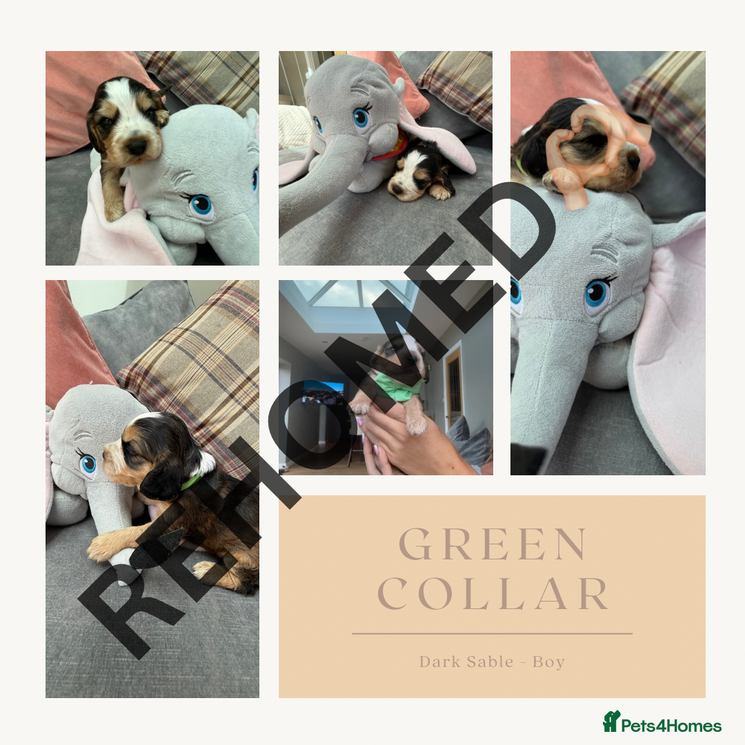 Cocker Spaniel dogs for sale: KC REG Showtype Cocker Spaniel LAST PUP ready 3/8 - Image 24