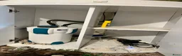 Catfish fish for sale: 19inch walking cat fish (tank closure) - Advert 2