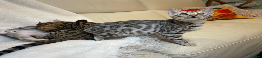 Bengal Kitten 4
