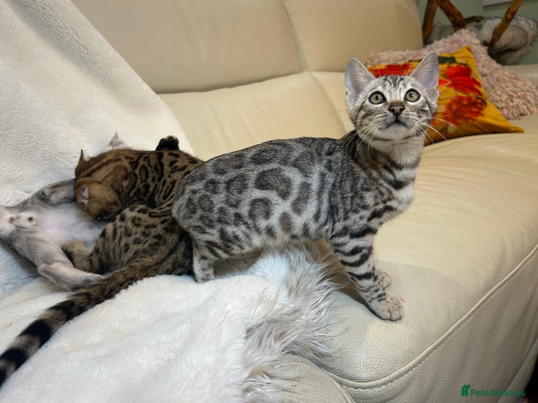 Bengal cats for sale: Bangal Kittens  - Image 13