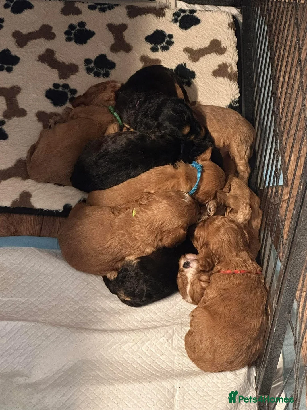 Cavapoo dogs for sale: Cavapoo Puppies - Advert 37