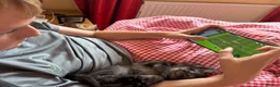 Maine Coon cats for sale: Maine Coon kittens ❤️❤️❤️❤️ in Colchester - Advert 5