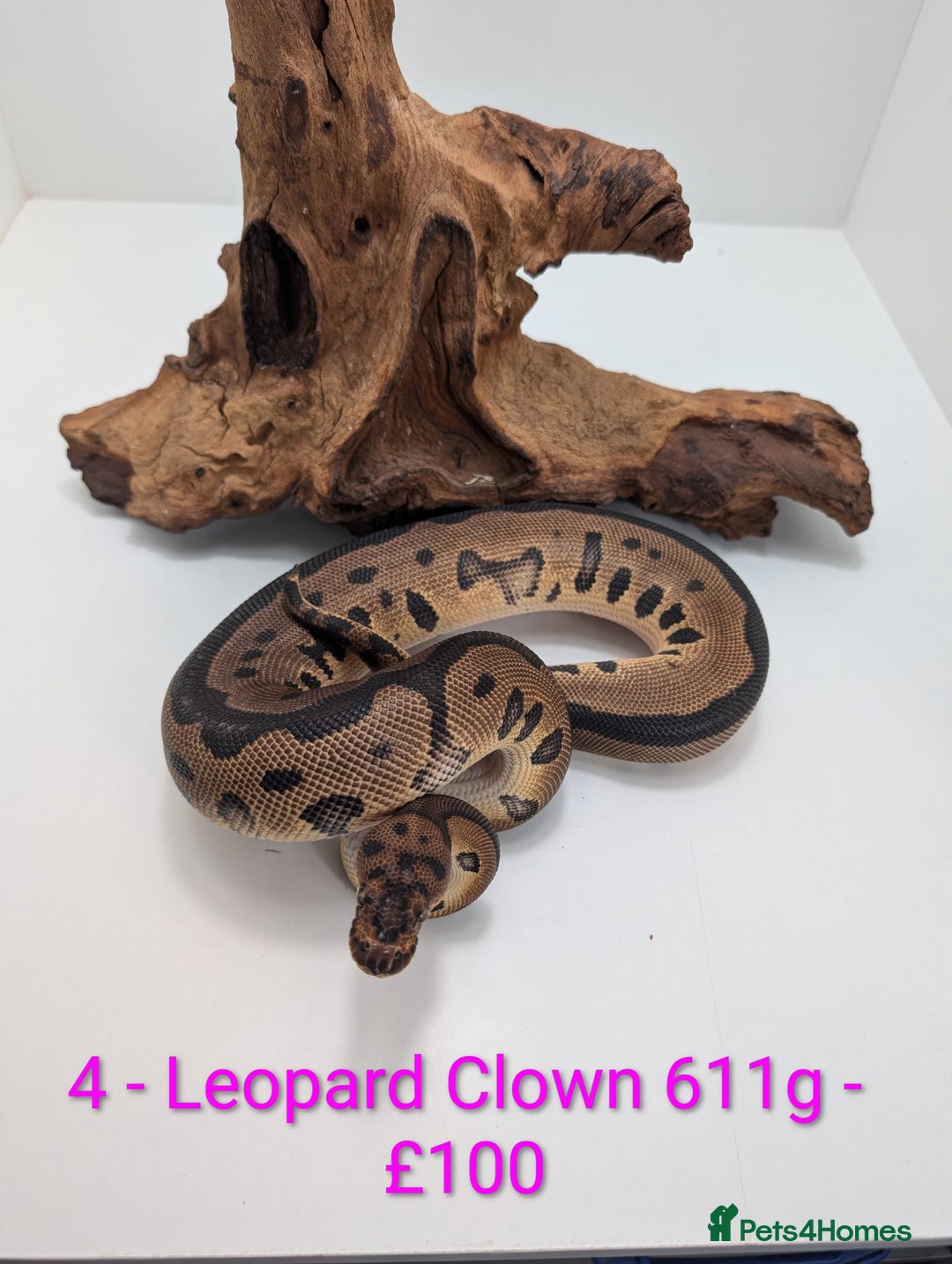 Python Snake reptiles for sale: Mixed morph ball pythons - Advert 4