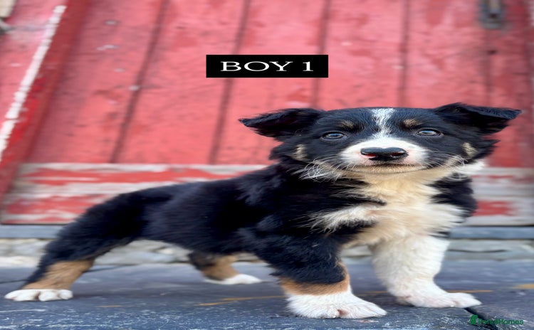 Border Collie dogs - Advert 16