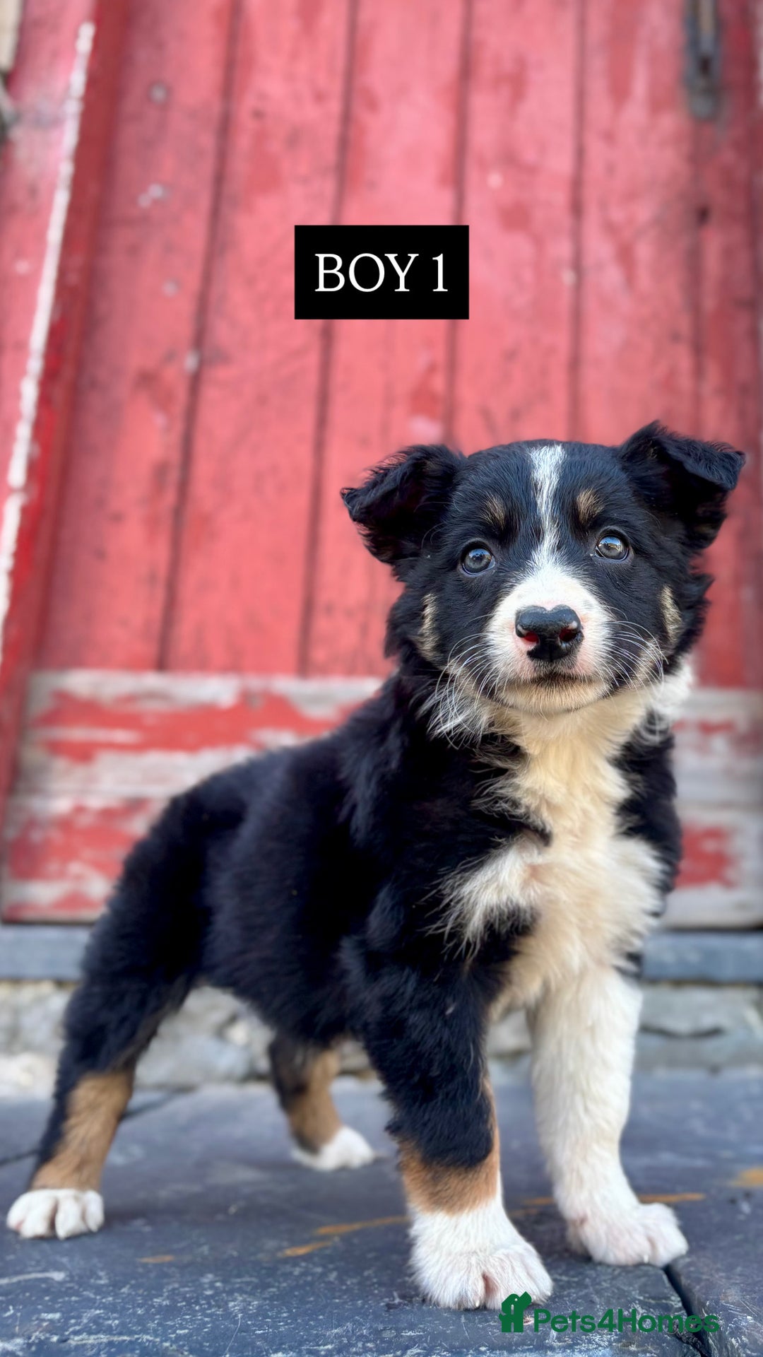 Border Collie dogs for sale: 5 Beautiful Border Collie Pups For Sale - Image 1