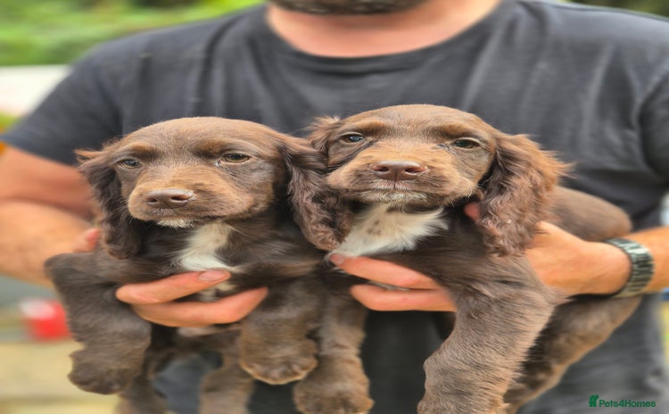 Cocker Spaniel dogs - Advert 2