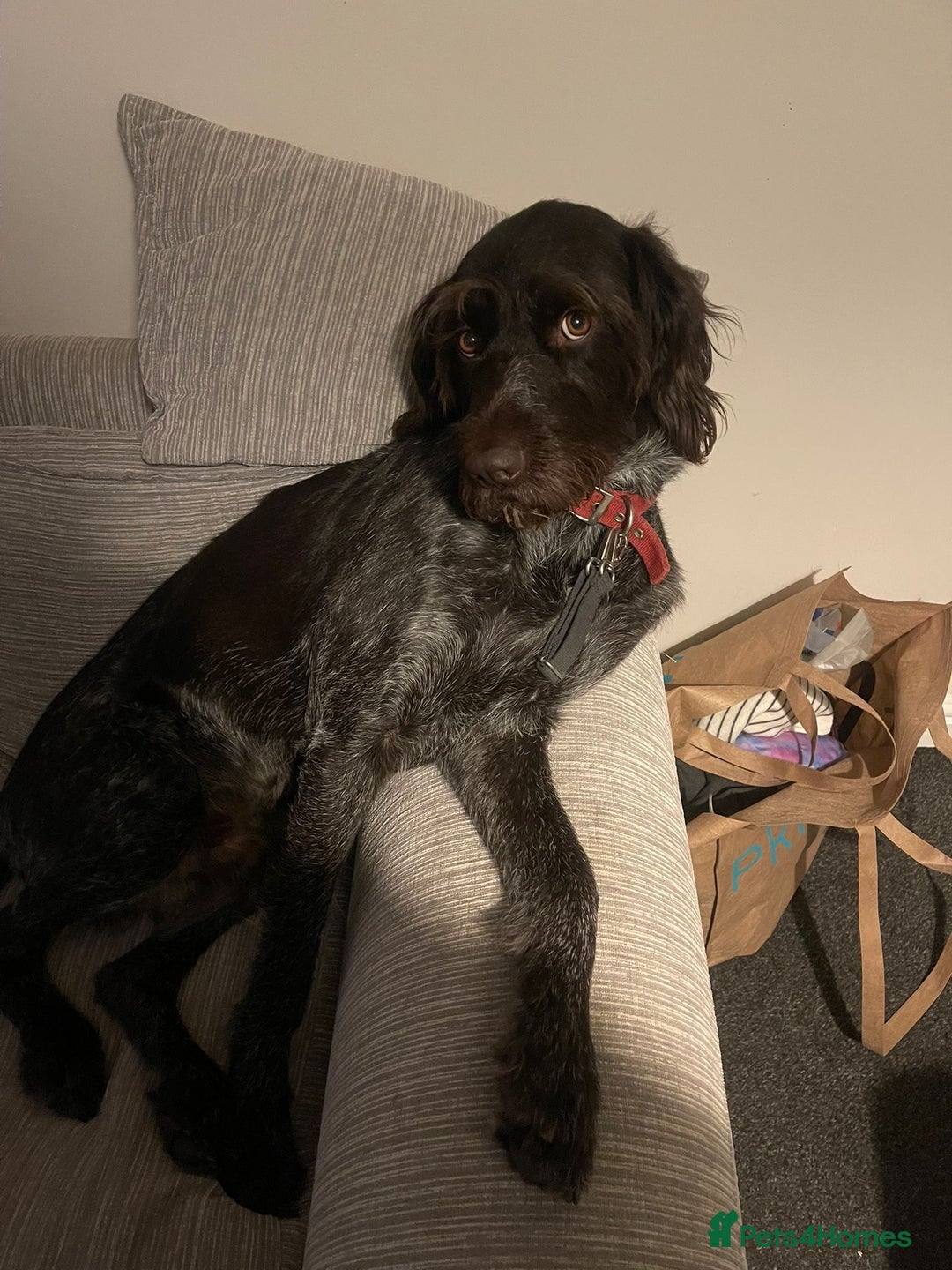 German Wirehaired Pointer dogs for sale: German Wirehaired Pointer For Sale  - Advert 3