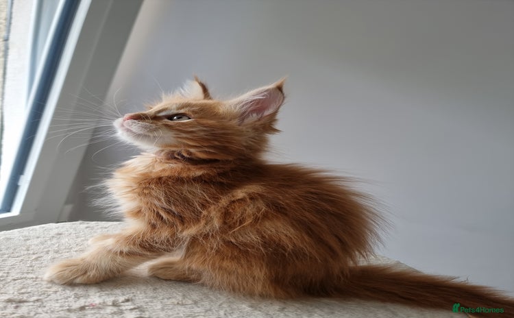 Maine Coon cats - Advert 3