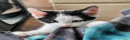 Mixed Breed cats for sale: Adorable Playful Kittens Looking for Forever Homes in London - Advert 16
