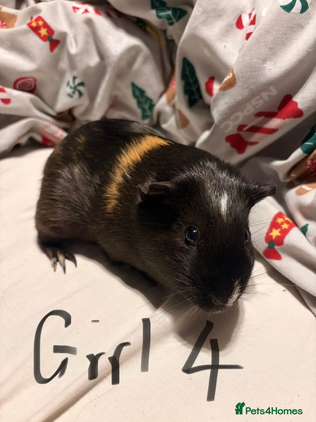 Guinea Pig rodents for sale: Guinea Pigs for sale - Advert 4