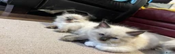Ragdoll cats for sale: Pure Ragdoll kittens - Advert 12