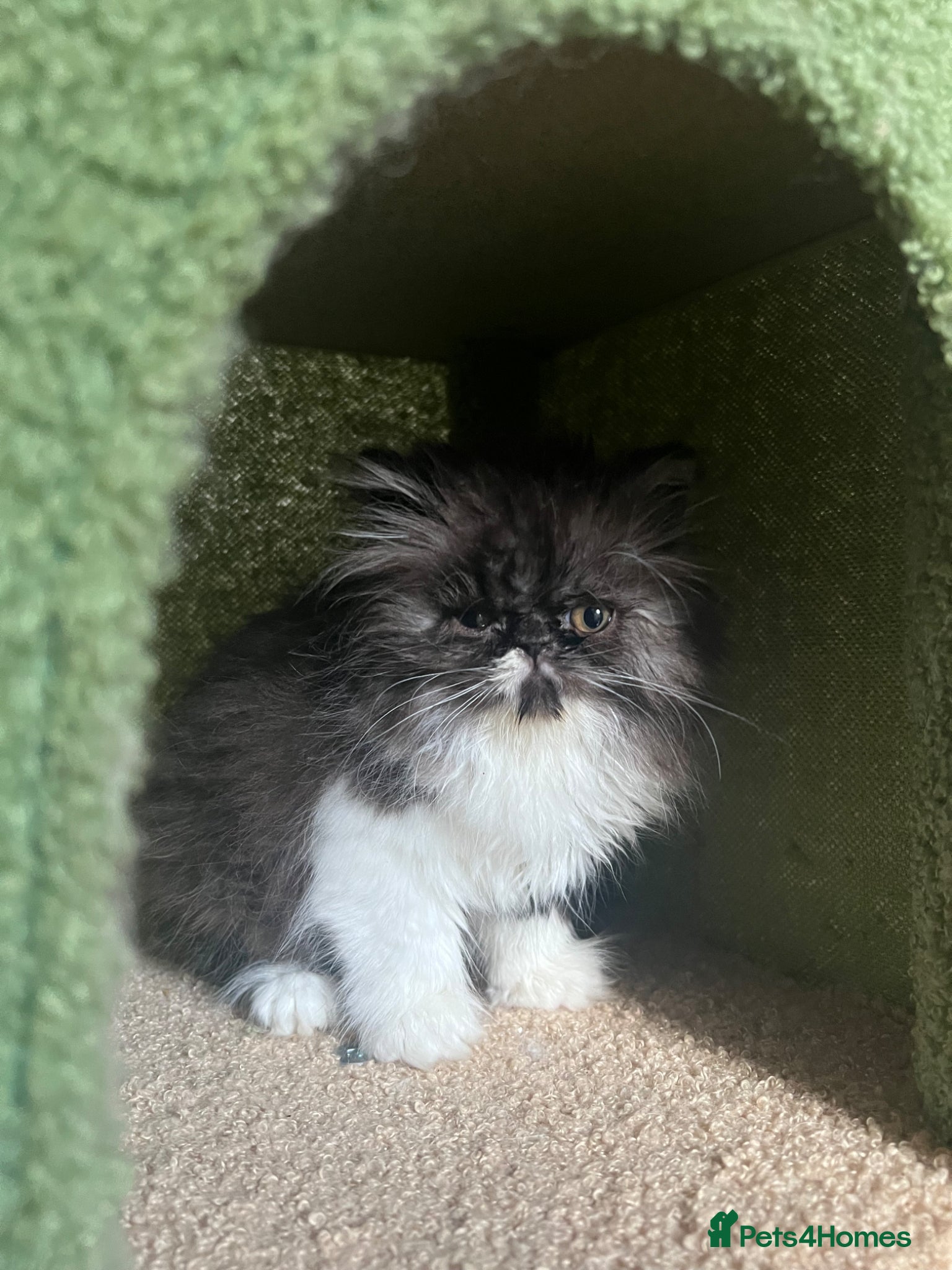 Persian cats for sale: Betty looking for new home - Advert 3