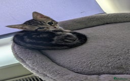 Mixed Breed cats for sale: Mixed breed kittens - available immediately  - Image 7
