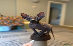 Sphynx cats for sale: Beautiful Sphynx Kittens Available  - Image 1