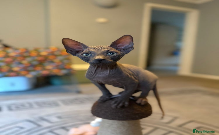 Sphynx cats - Advert 1