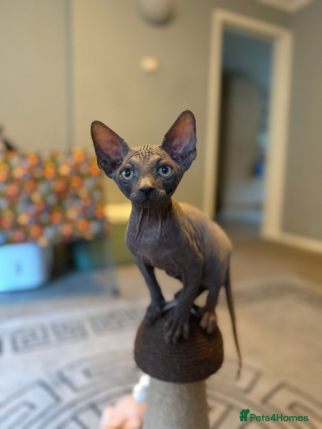 Sphynx cats for sale: Beautiful Sphynx Kittens Available  - Image 1