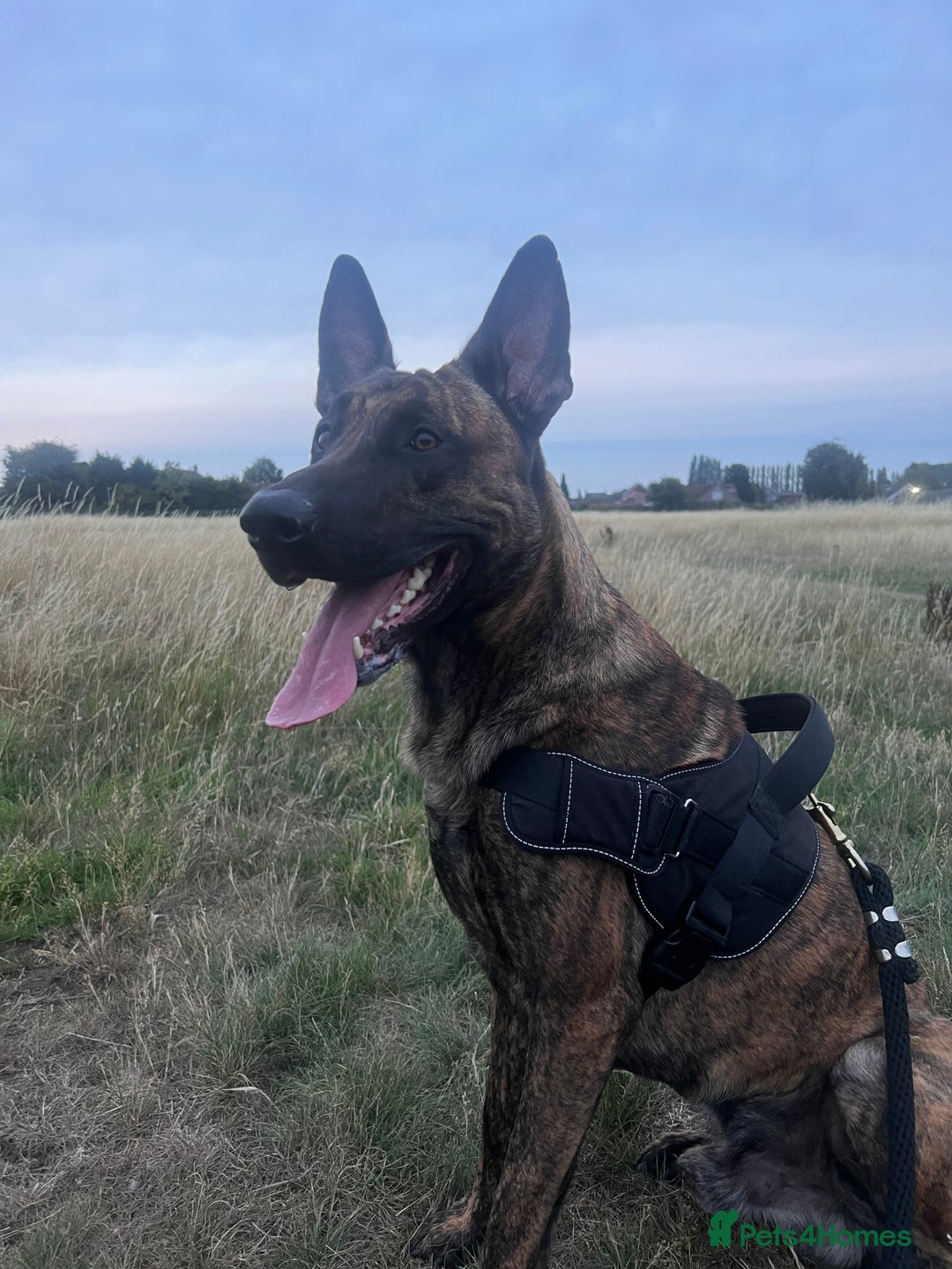 Belgian Shepherd Dog dogs for stud: DUTCH SHEPHERD for stud - Image 6