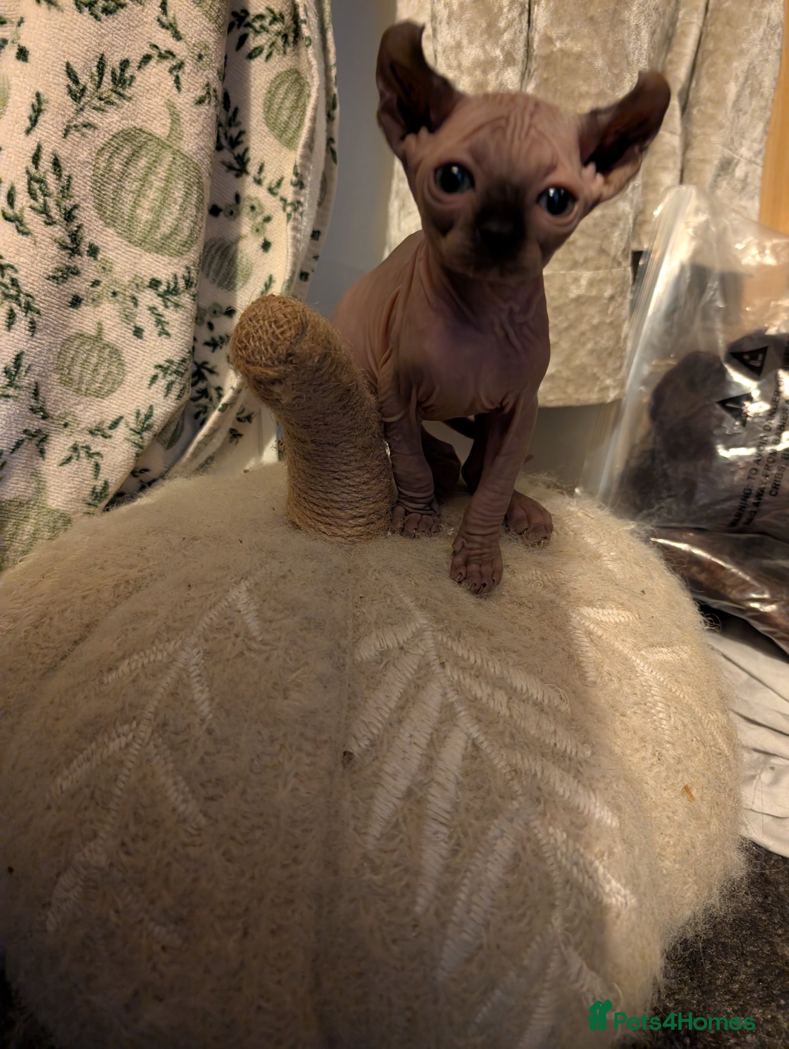 Sphynx cats Last 2 Ready Now Sphynx kittens  - Advert 16