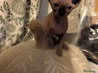 Sphynx cats Last 2 Ready Now Sphynx kittens - Advert 16