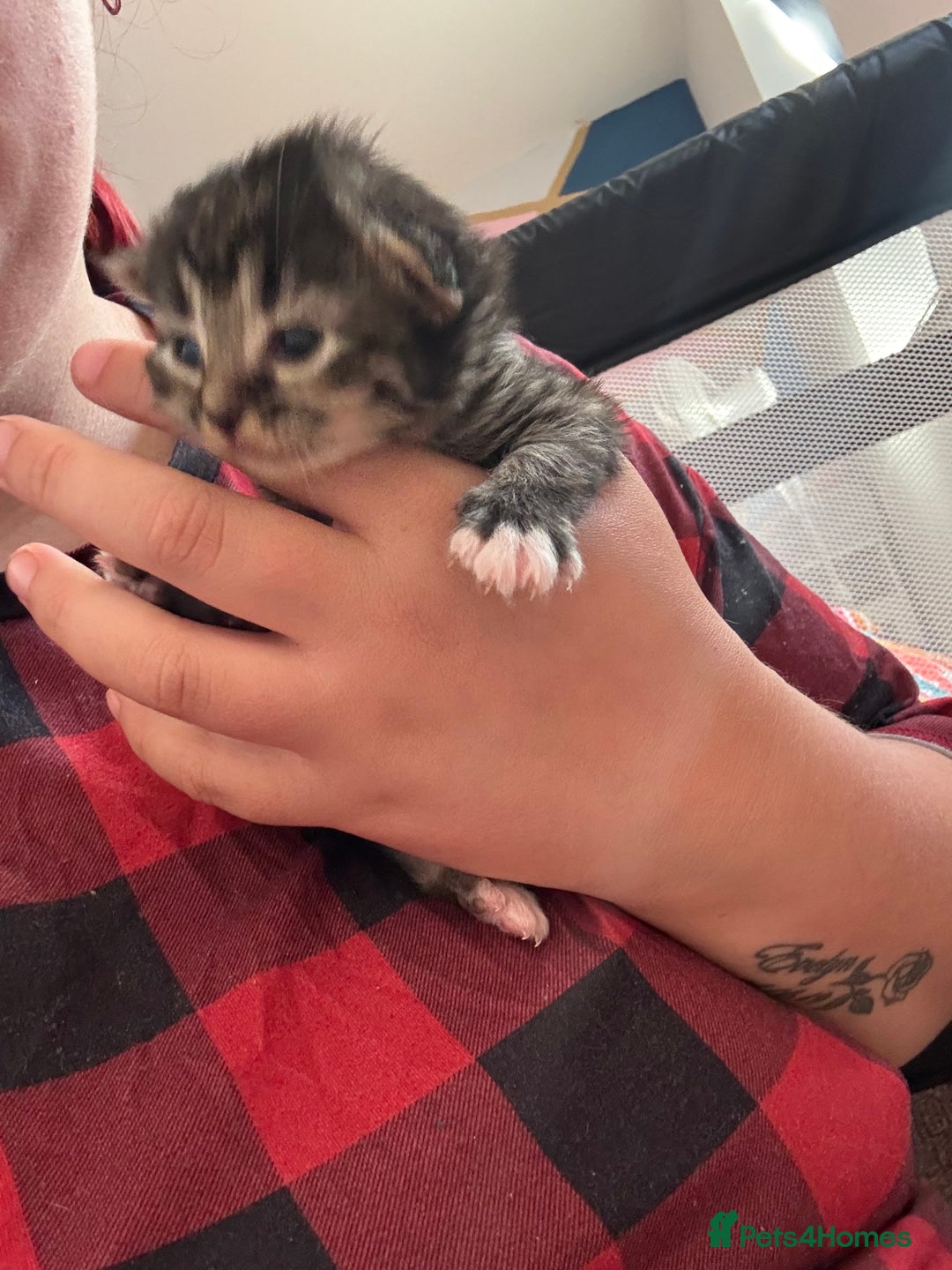 Domestic Shorthair cats for sale: 3 tabby males ready 18/09 - Image 2