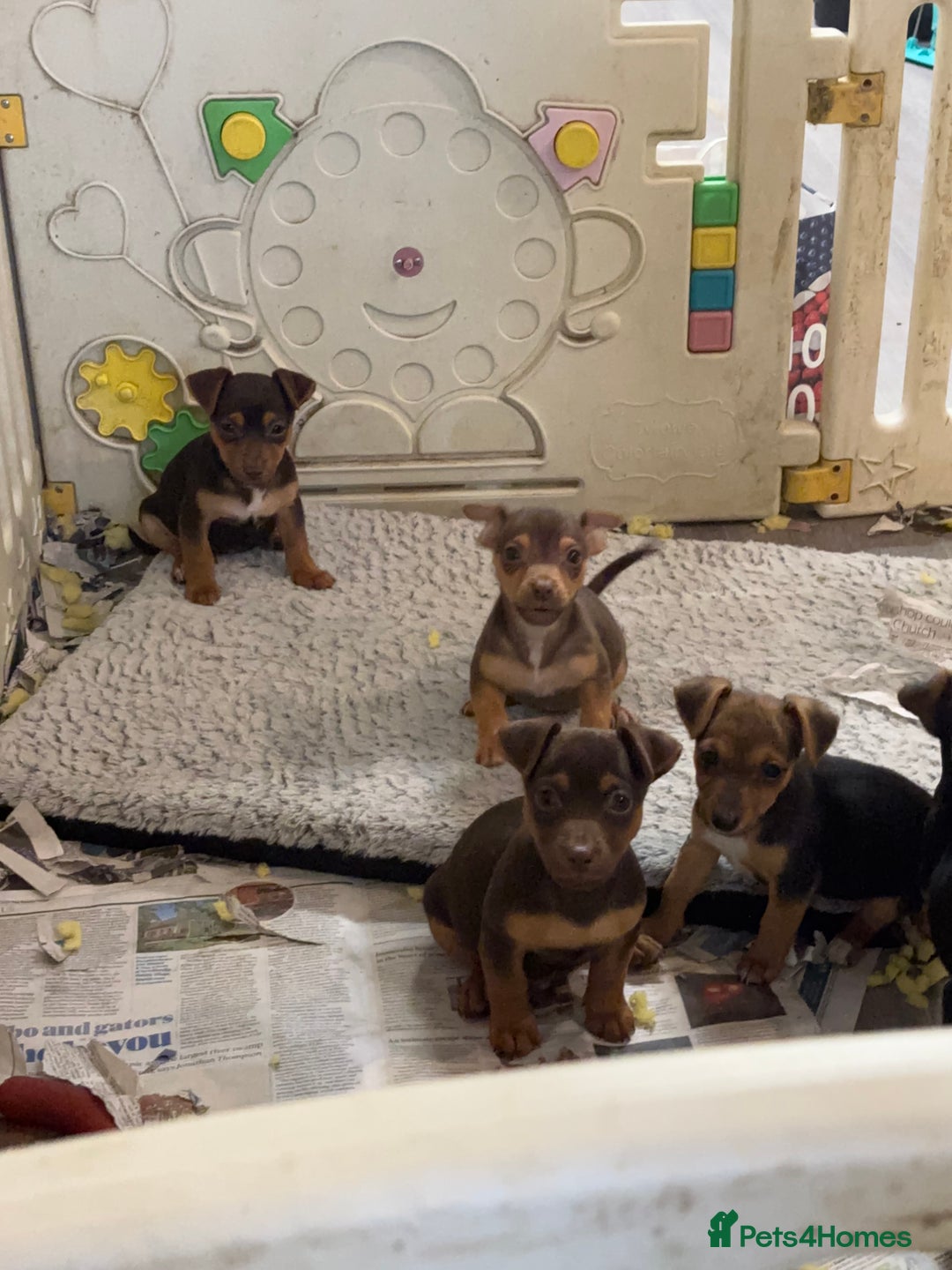 Jack Russell dogs for sale: Beautiful miniature pure Jack Russell’s  - Advert 6