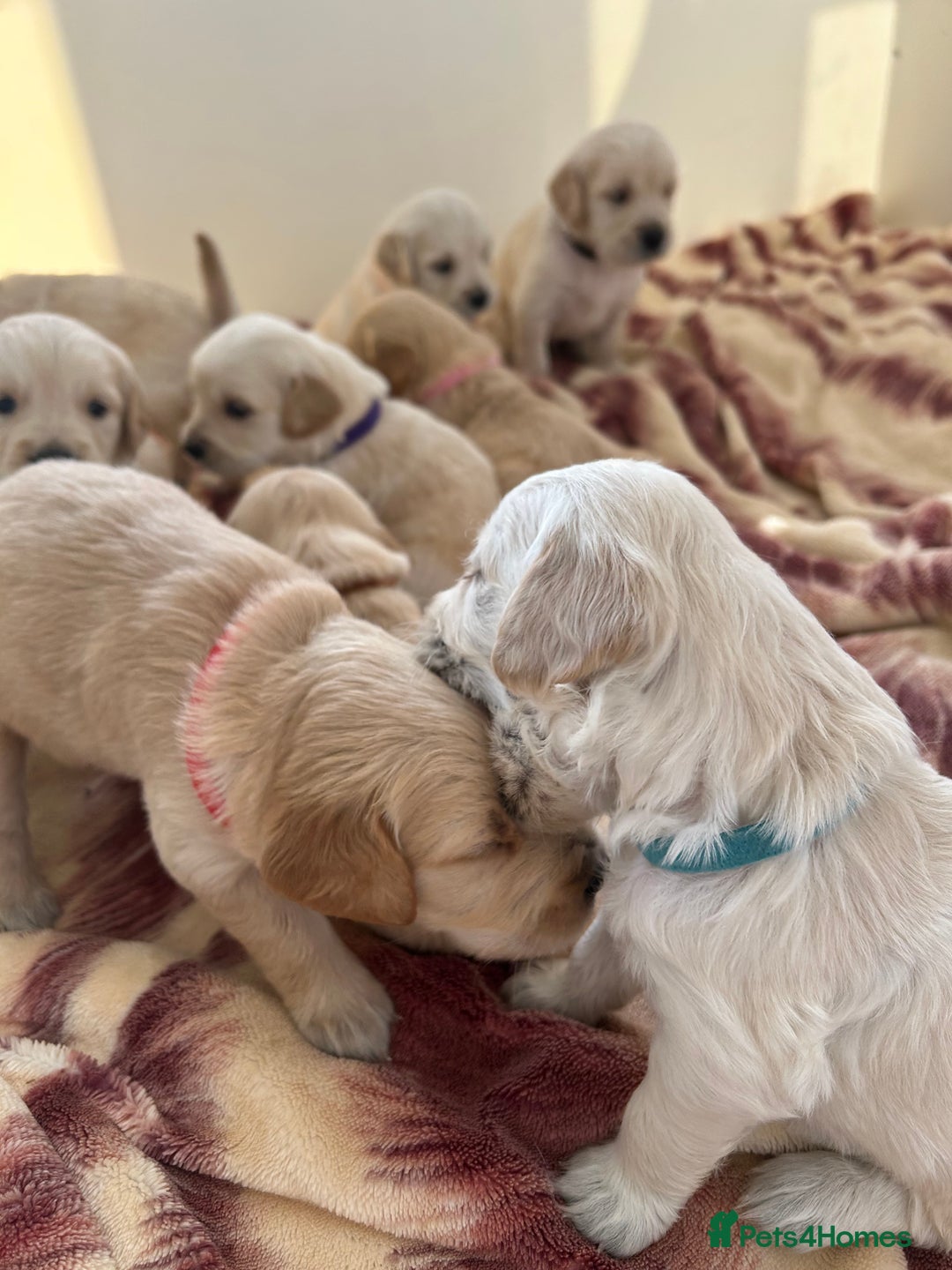 Golden Retriever dogs for sale: Gorgeous golden retriever puppies for sale - Image 6