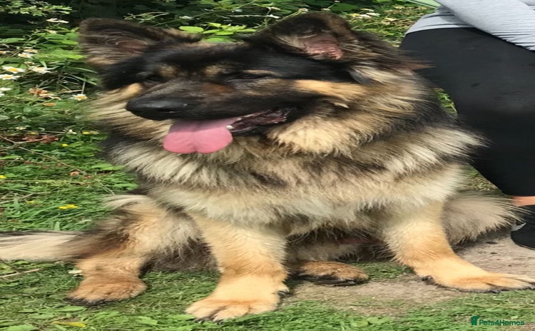 German Shepherd dogs - Advert 2