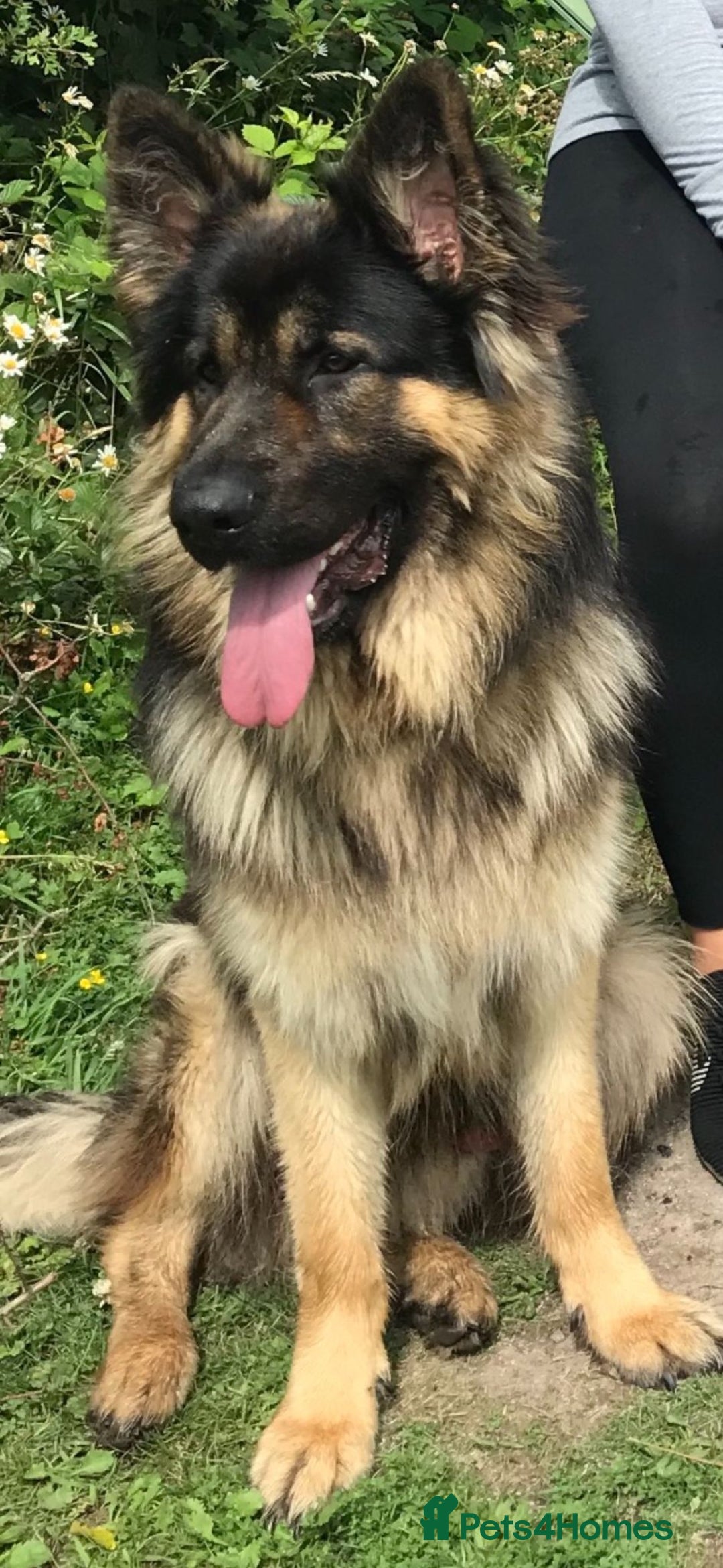 German Shepherd dogs for stud: German Shepherd male - Image 1