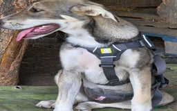 Mixed Breed dogs for adoption: ROXANA - a Sweet & young Girl - for a Loving Home - Advert 2