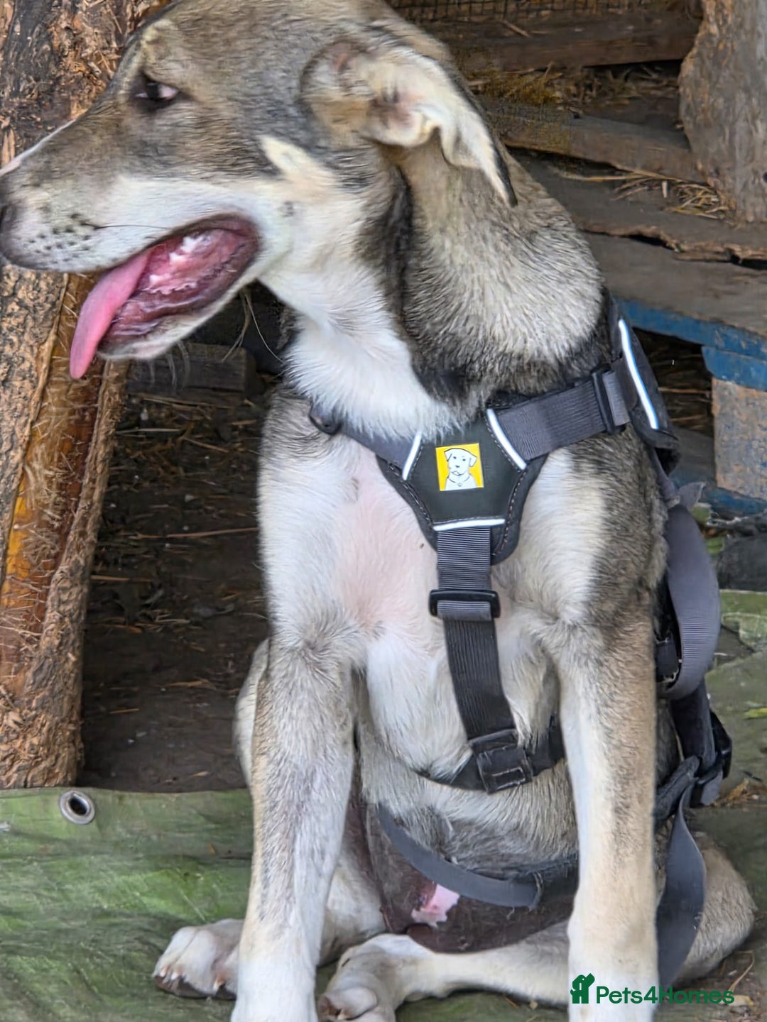 Mixed Breed dogs for adoption: ROXANA - a Sweet & young Girl - for a Loving Home - Advert 2