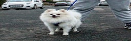 Pomeranian dogs for stud:  White Pomeranian dog “Proven, experienced STUD” in Ilford - Advert 13