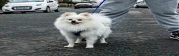Pomeranian dogs for stud:  White Pomeranian dog “Proven, experienced STUD” in Ilford - Advert 13