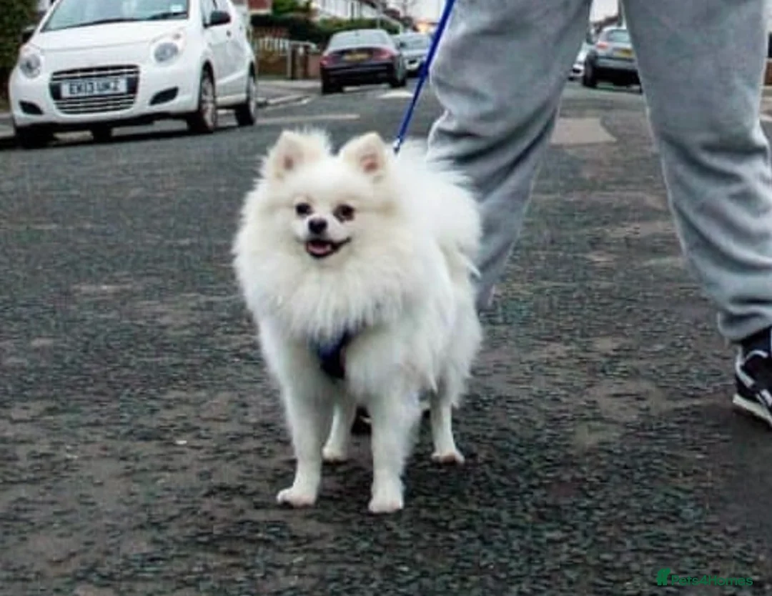 Pomeranian dogs for stud:  White Pomeranian dog “Proven, experienced STUD” in Ilford - Advert 13