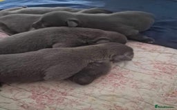 Whippet dogs for stud: PEDIGREE KC REGISTERED WHIPPET AT STUD in Salisbury - Image 13
