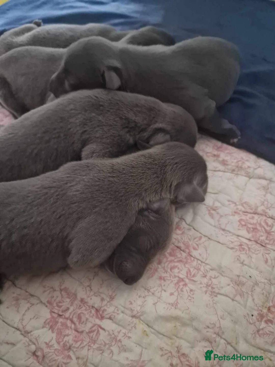 Whippet dogs for stud: PEDIGREE KC REGISTERED WHIPPET AT STUD in Salisbury - Advert 13