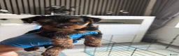 Yorkshire Terrier dogs for sale: Yorkshire Terrier Puppies Only 1 Boy Left !!!! - Advert 13